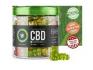 Green Dolphin CBD Gummies:- Is It Worth Your Money!