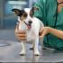24 HOUR EMERGENCY VET SINGAPORE
